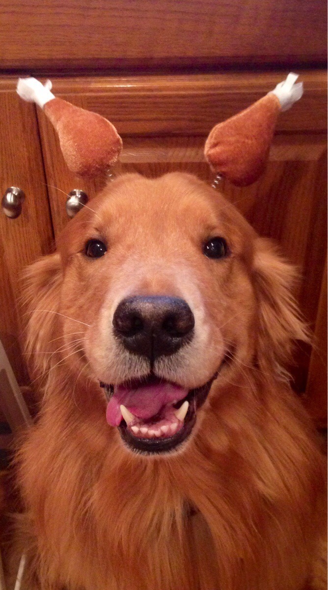 awwww-cute:  I love thanksgiving, do you love thanksgiving? 