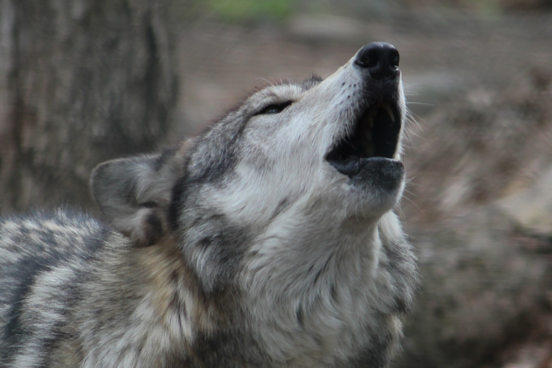 skunkbear:  Wolves howl in different dialects according to researchers. They analyzed