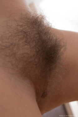 wildman2169us:  hairpies:  hairpies.tumblr.com  Beautiful hairy pussy