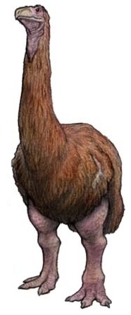 paleopedia:
“ The Elephant bird, Aepyornis (1851)
Phylum : Chordata
Class : Aves
Superorder : Paleognathae
Order : Aepyornithiformes
Family : Aepyornithidae
Genus : Aepyornis
Species : A. maximus, A. gracilis, A. medius, A. hildebrandti
• Extinct in...