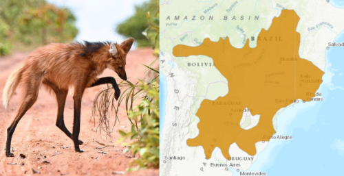 Maned Wolf