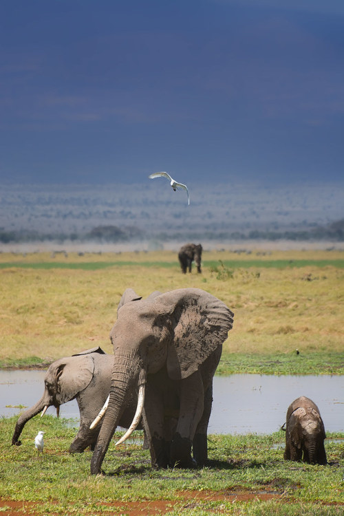 Here we see some packys from somewhere in Africa, as they enjoys the bounties of the waterhole while