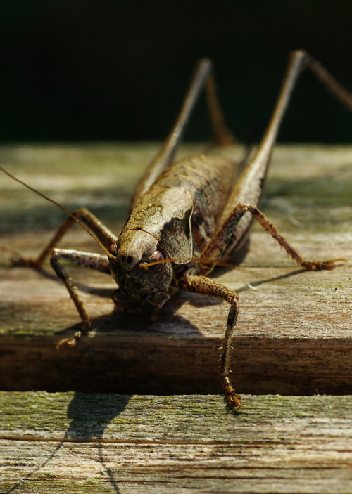 Hit a particularly rich vein of wildlife at sundown last Sunday - walking a fenceline festooned with