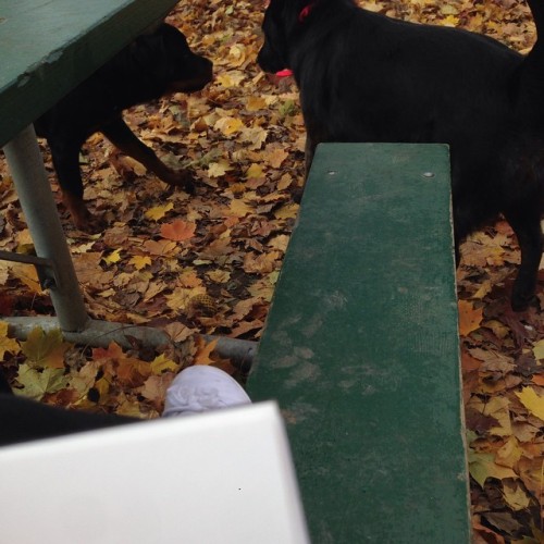 Making friends in the park. Probably cause I got pizza in my backpack.