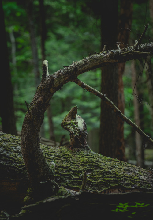 Real life pokemon?Cooks Forest, PA