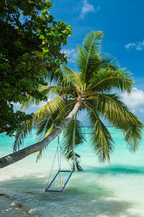 plasmatics-life:Dream tree ~ Maldives | By Nasser Alkhalifi