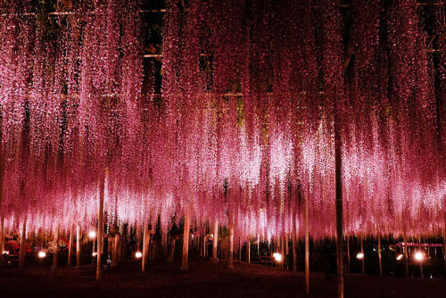 littlelimpstiff14u2:    This 144-Year-Old Wisteria In Japan Looks Like A Pink Sky   These stunning photographs, which look like a glorious late evening sky with dashes of pink and purple, are actually pictures of Japan’s largest wisteria (or wistaria,