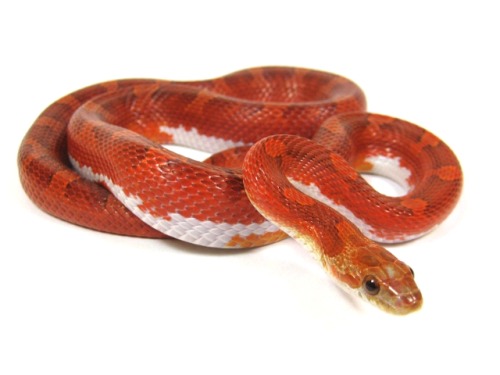 areyousayingyes:Corn Snake - Morphs - Pantherophis Guttatus