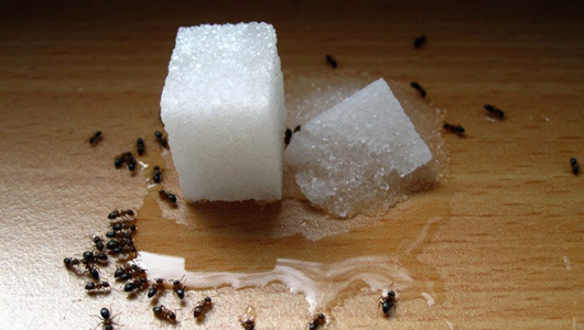 13 natural remedies for the ant invasion
Ants are making their way into homes this time of year. Thankfully there are natural pest control methods to help you cope with and eliminate the problem. Plus, many of the solutions use what you already have...