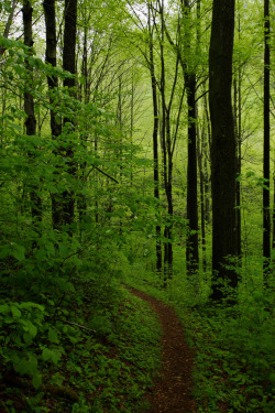 heyfiki:  Laurel Highlands: Woodland path