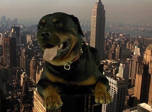 New York&rsquo;s watchdog
