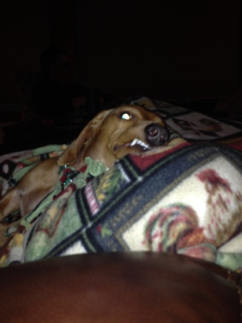 biggiethedachshund: Demon ween! (Beware, not even snuggles can stop the demon ween on his ruthless s