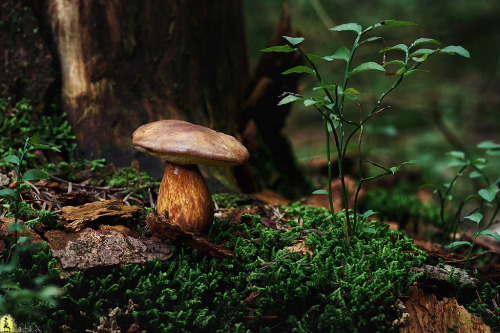 natural-magics:  by a└3 X 