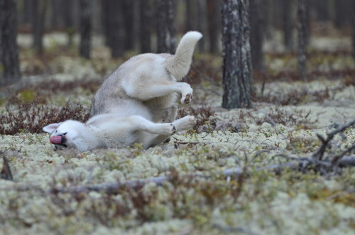 caanubis:“The ground is so soft”