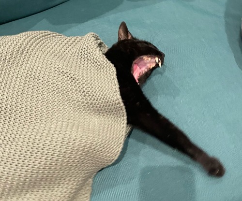 Happy National Black Cat Day! Here Are Some Of The Shapes Mine Makes