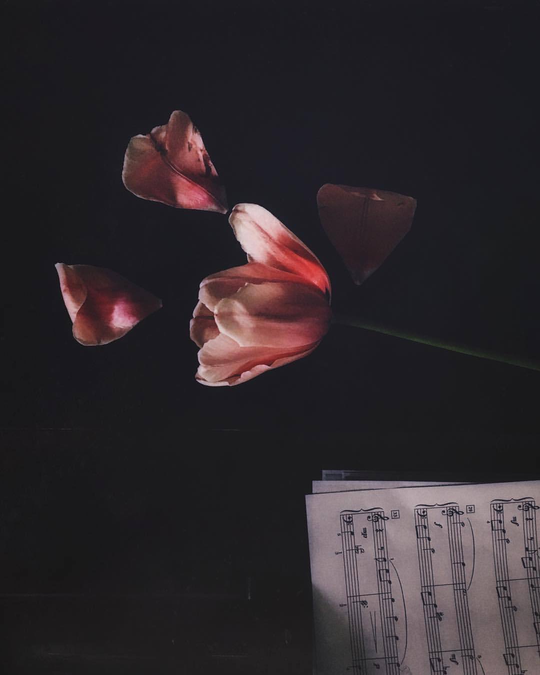 themountainlaurel:  Something different today inspired by my wilting tulip and my