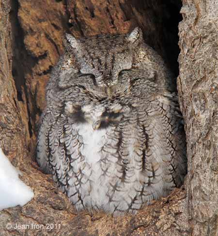 glenny-boy: glenny-boy: love it when owls fall asleep\rest and their facial disk gets all squished up like this 