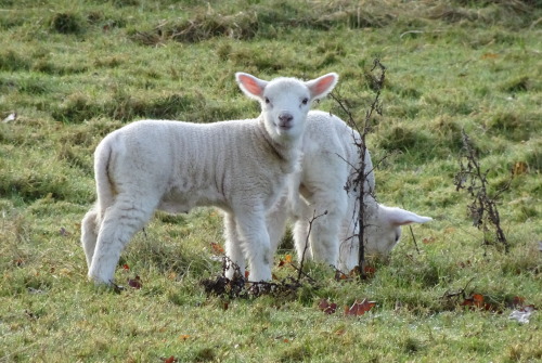 Lambs of Glastonbury by Eilan’s World