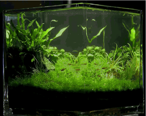 Planted Pico Aquarium by The Green Machine. I personally don&rsquo;t like keeping anything excep