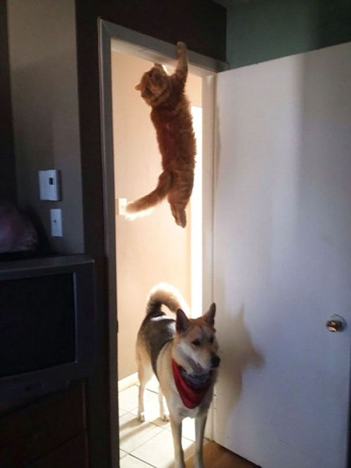 aregrettablehullabaloo: tikixreblogs: cat-lover-1001: bending laws of physics is easy for us  I