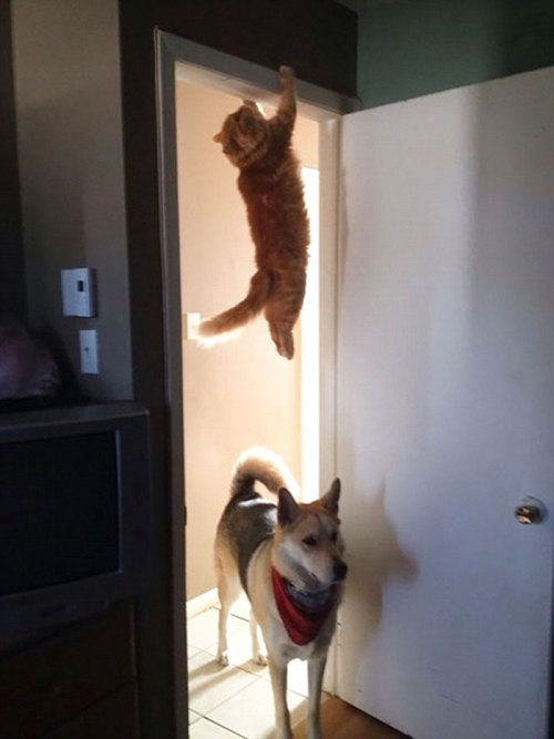 celticorca:brawltogethernow:tikixreblogs:cat-lover-1001:bending laws of physics is easy for us 