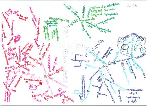 Biological Molecules summary for MCAT. Knowing the basics of Carbohydrates, Lipids and Proteins