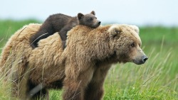 catalisst:  Hitchin’ a ride with Mom 🐾