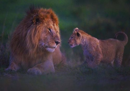 Lion Daddy DayCare! Simba & MuFasa! * Follow our very own #wildographer & photographic guide