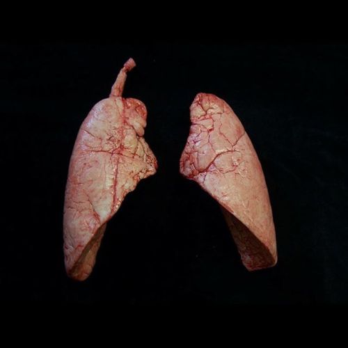 Pulmones/ Lungs