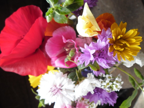 Pretty flowers, growing wild on the allotment.