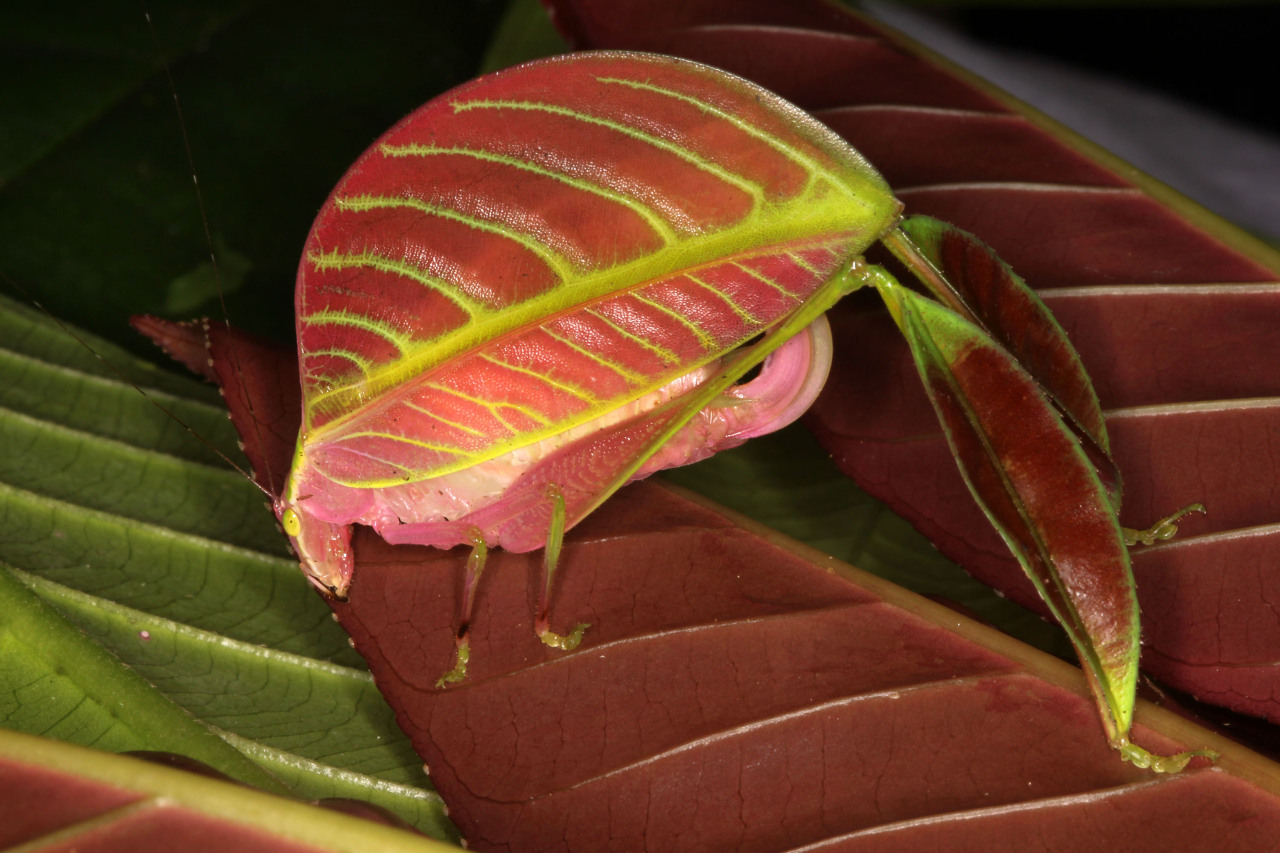 bugparent: end0skeletal:   This spectacular new species of katydid (Eulophophyllum