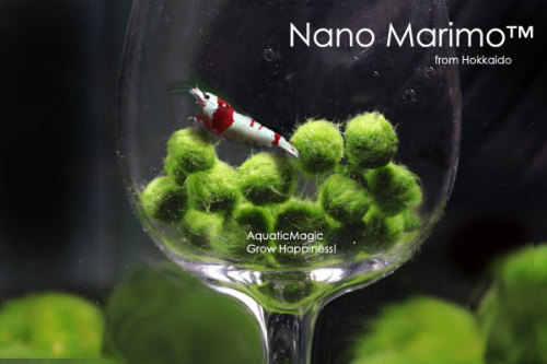 nar-rayya:  GIVEAWAY TIME!  Hi Guys! It’s Giveaway time again! This time it’s marimo and a bonsai phone charm.  WHAT YOU COULD WIN:  -5 nano marimo or a bonsai phone strap ( cant get both sorry I have a budget) - 4 medium/large sized marimo RULES: