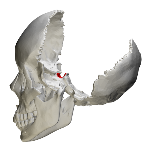 kidsneedscience:  The Pituitary GlandDeep in the interior of the skull is a saddle shaped structure that forms the bottom boundary and support for the pituitary gland.  This structure is known as the sella turcica, which in Latin means a Turkish saddle