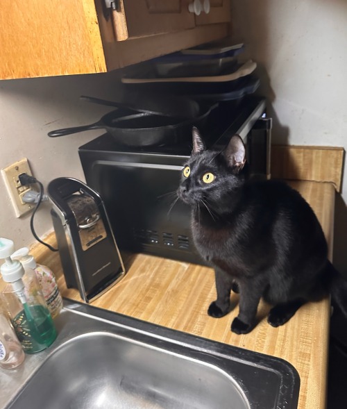 Egypt Saw A Fly
