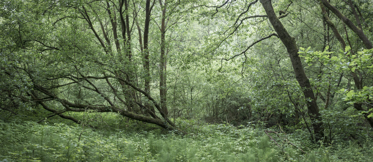 Green summer woodland by Andrew Kearton