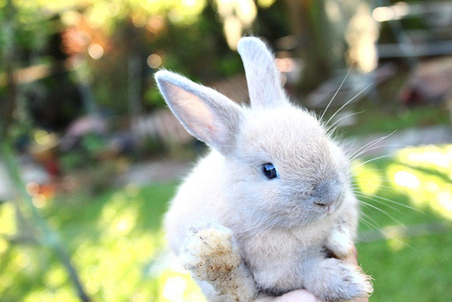 babyanimalposts:  feeling sad? you need this blog on your dash!