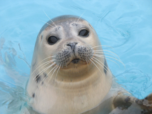 wrotten:  Skegness seal
