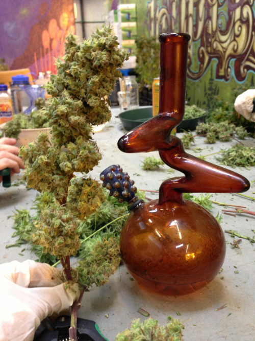 top-choice:  MTF vs. Zong 