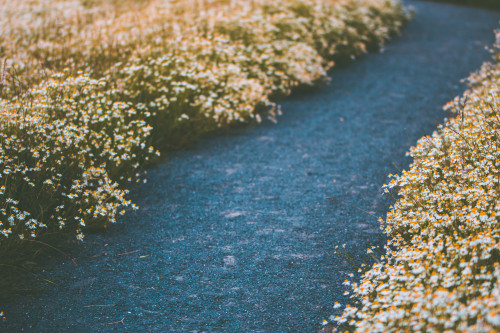  Ein Kamillenfeld irgendwo am Rande eines Dorfes.[A chamomile field somewhere at the edge of a villa