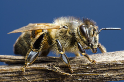 Crucial To Modern Agriculture, Honey Birds And Their Close Relatives Are Responsible For A Significant