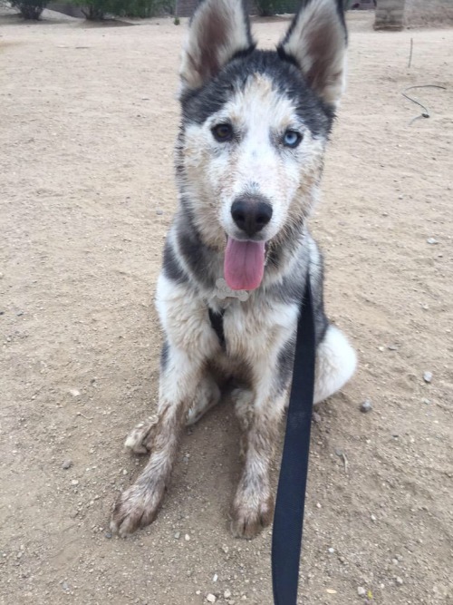 she went from husky to coyote in no time