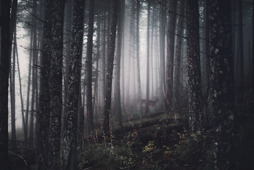 definitelydope: tell me about the forest (by RazorBrown)