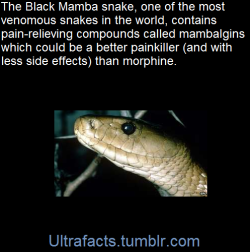 ultrafacts: A painkiller as powerful as morphine, but without most of the side-effects, has been found in the deadly venom of the black mamba, say French scientists. The predator, which uses neurotoxins to paralyze and kill small animals, is one of the