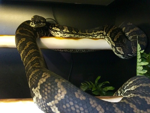 pythonpassion:Jasper appreciated having his branches put back up again.