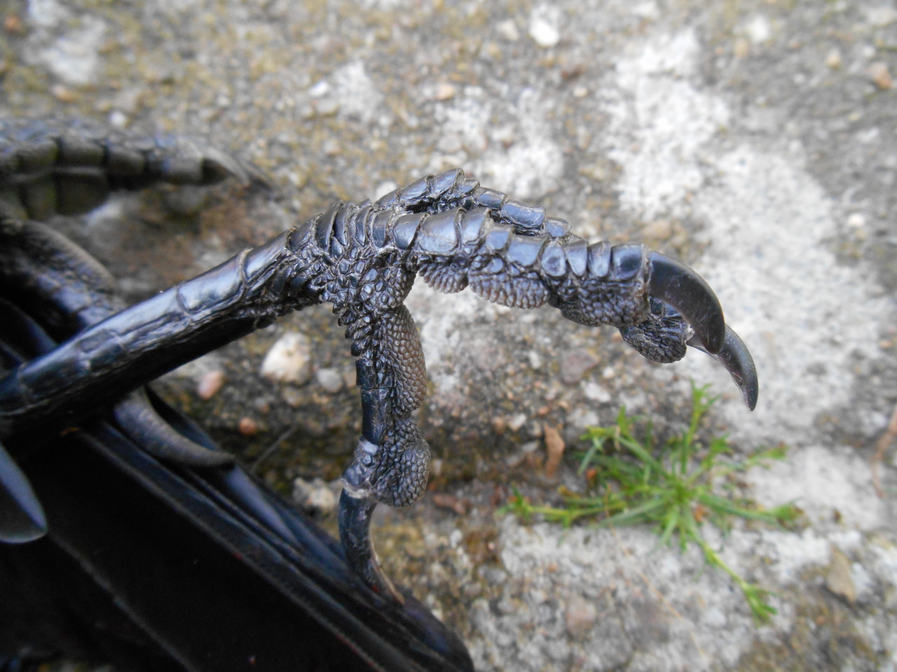 artofmaquenda:  There were some people interested in more views of the jackdaw legs,