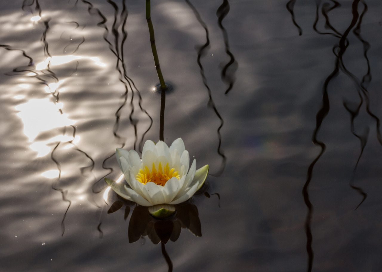 Water lily ♡