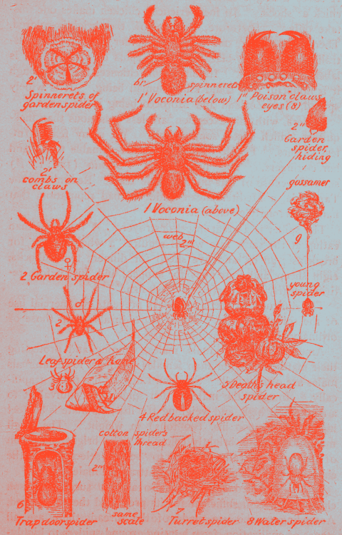nemfrog:“Spider studies.” Australian nature studies. 1922.Internet Archive