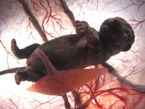 escapekit: In The Womb  These amazing photos of baby animals in the womb were captured by 
