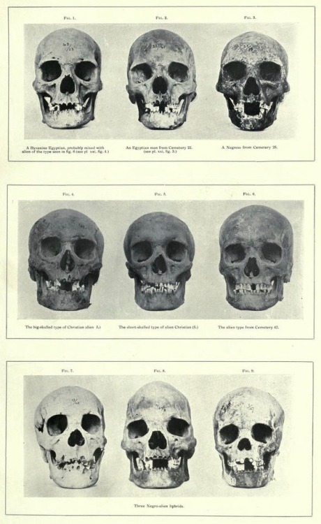 nemfrog:  Skulls. The archaeological survey adult photos