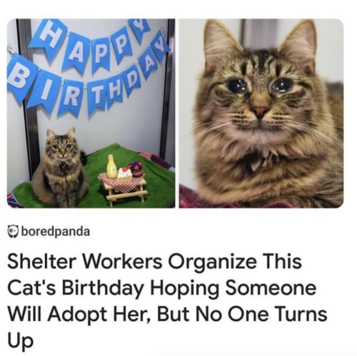 They were happily adopted after the birthday though via @boredpanda